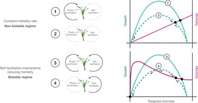 Quantifying the role of photoacclimation and self-facilitation for seagrass resilience to light deprivation